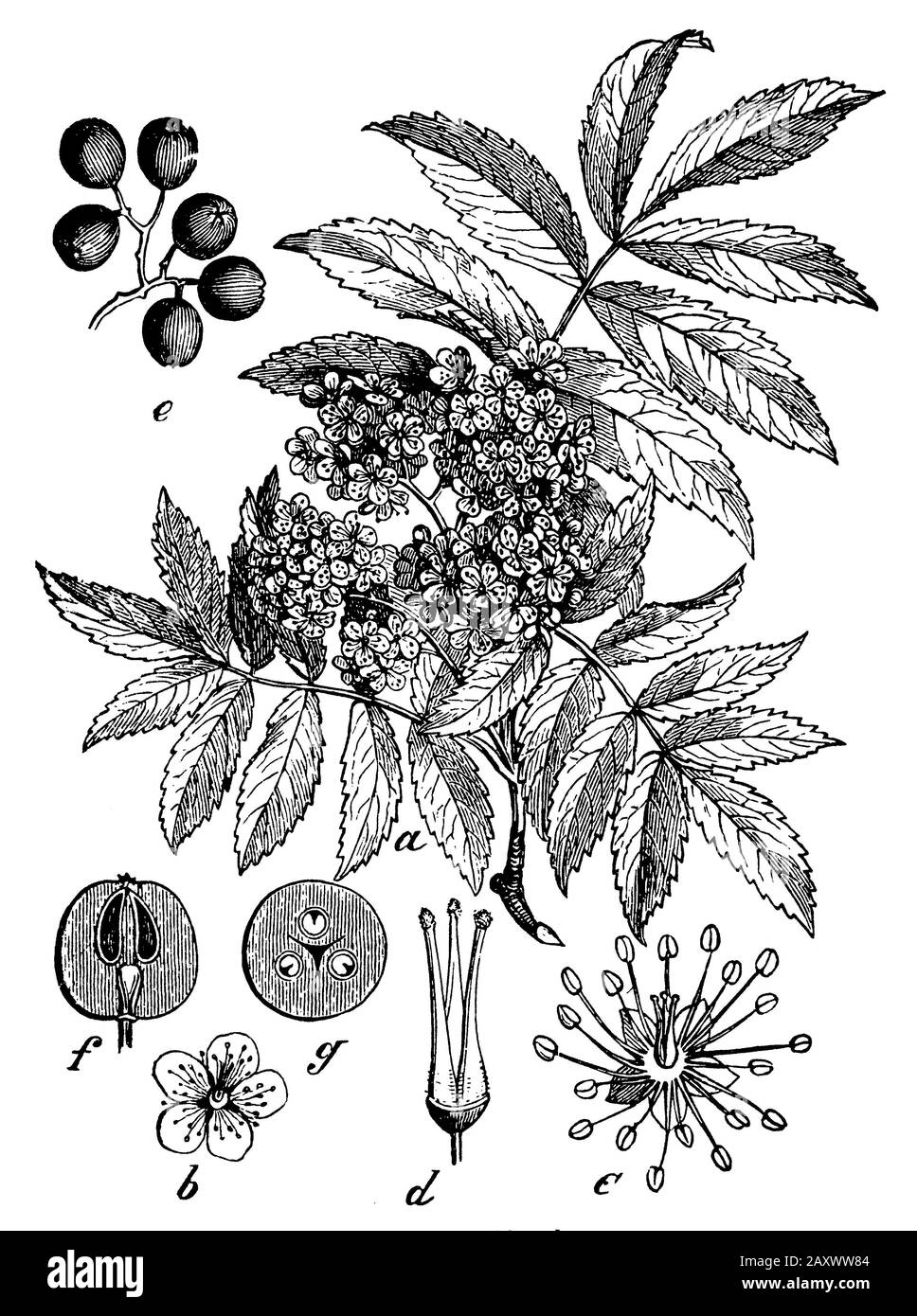 Rowan, frêne de montagne, Sorbus aucuparia, (livre botanique, 1898) Banque D'Images
