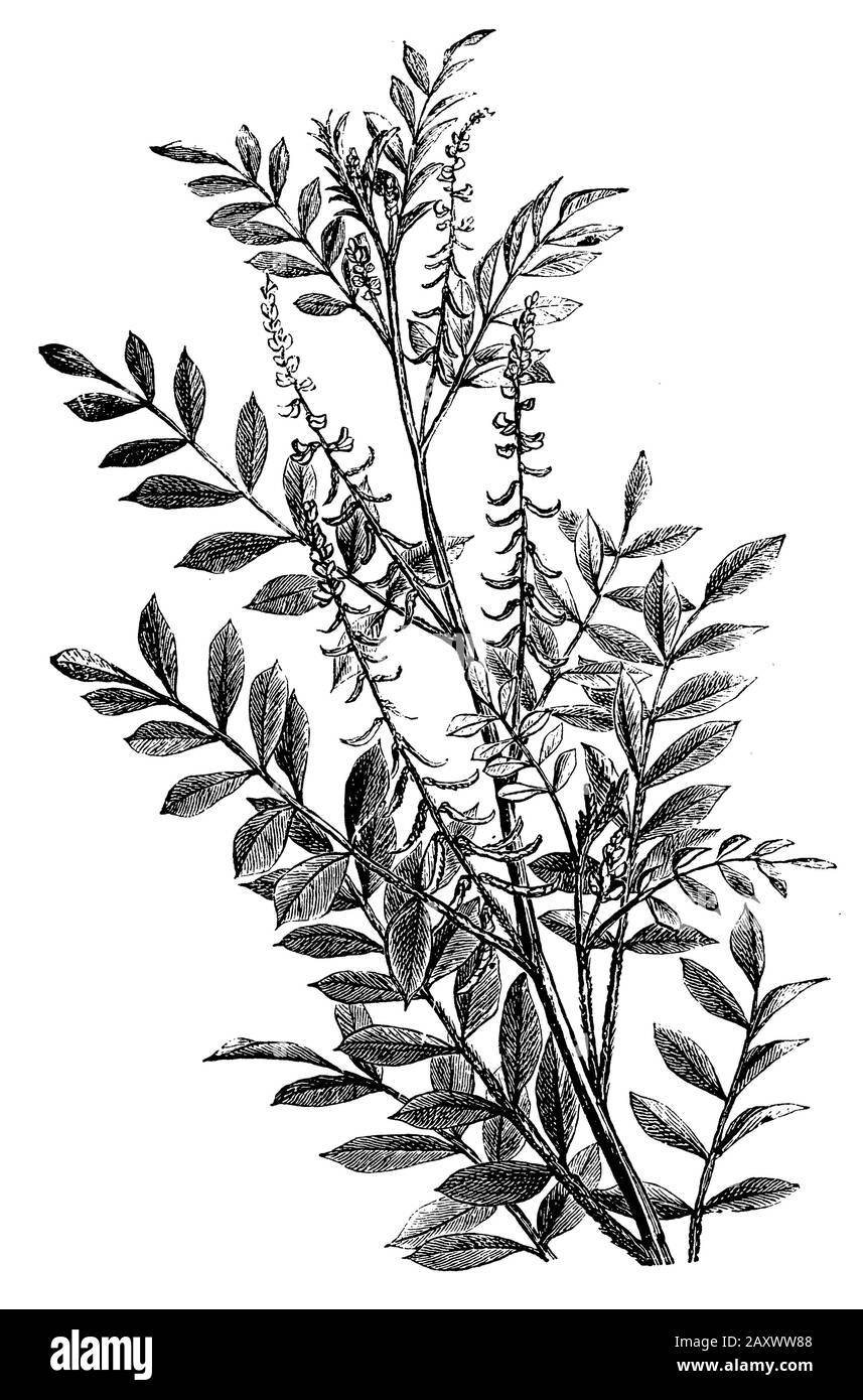 Indigo, Indigofera tinctoria, (encyclopédie, 1890) Banque D'Images