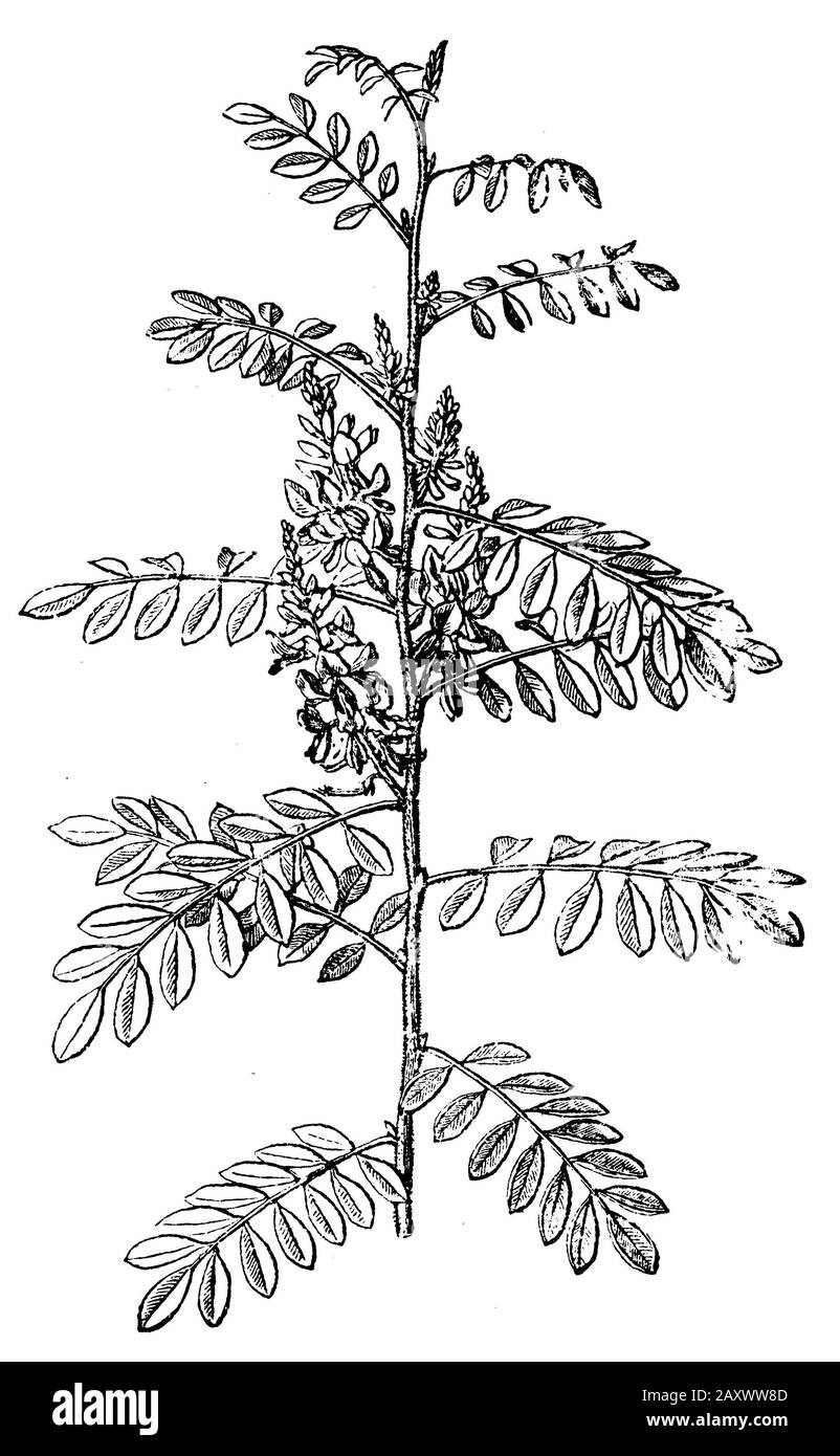 Indigo, Indigofera tinctoria, H.W, et H. Gedan (livre botanique, 1910) Banque D'Images