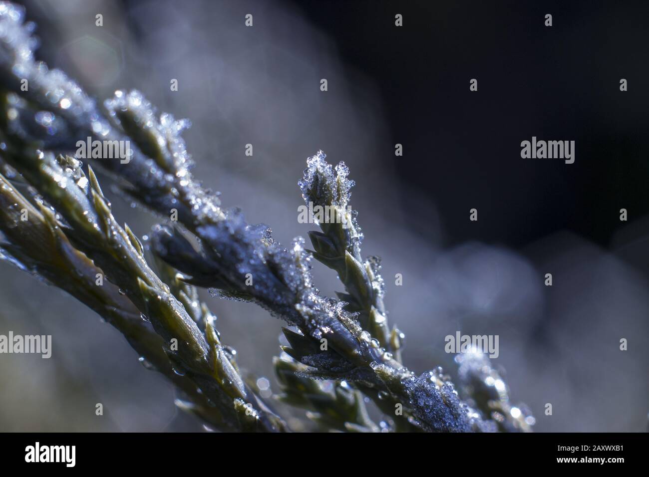 Givre sur les branches des aiguilles du genévrier. Branche macro du Juniper avec gouttes figées. Banque D'Images