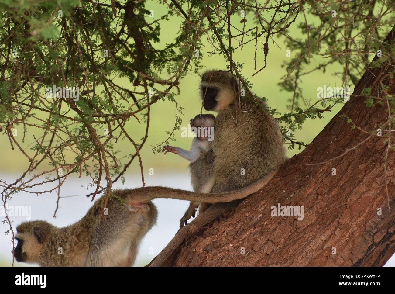 Joli bébé Vervet Monkey tenu par sa mère dans le parc national de Tarangire, Tanzanie. Banque D'Images
