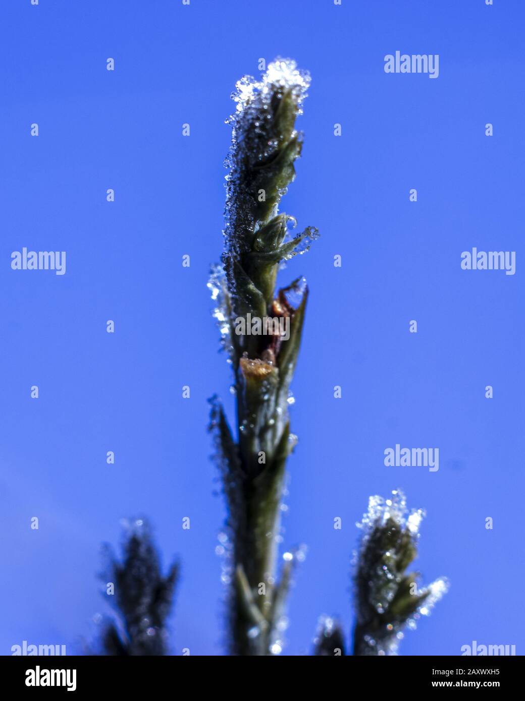 Givre sur les branches des aiguilles du genévrier. Branche macro du Juniper avec gouttes figées. Banque D'Images