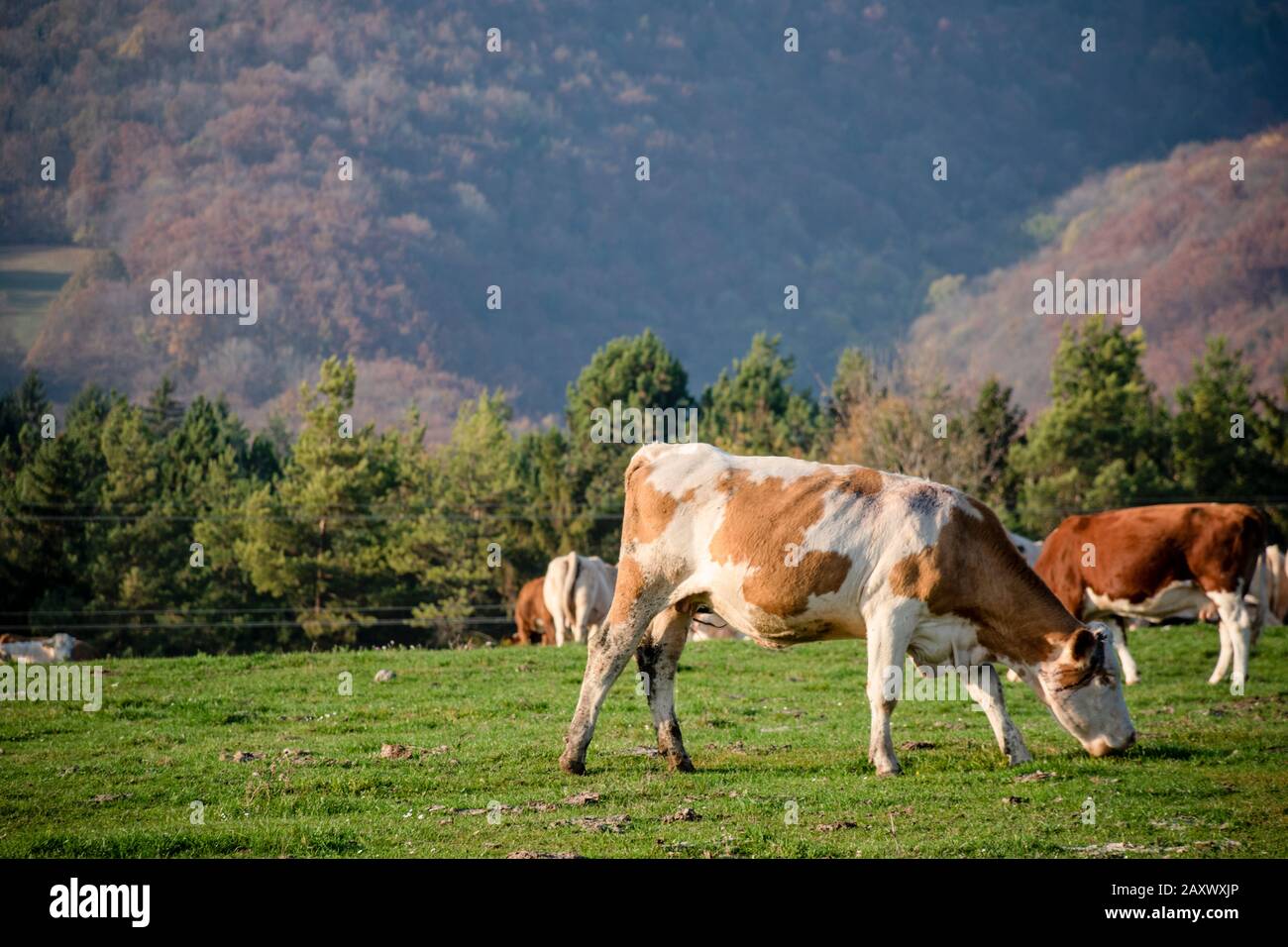 Groupe de vaches de pâturage sur une terre agricole. Vaches sur le champ vert manger de l'herbe fraîche. Concept d'agriculture. Réchauffement climatique provoqué par les gaz à effet de serre produits Banque D'Images