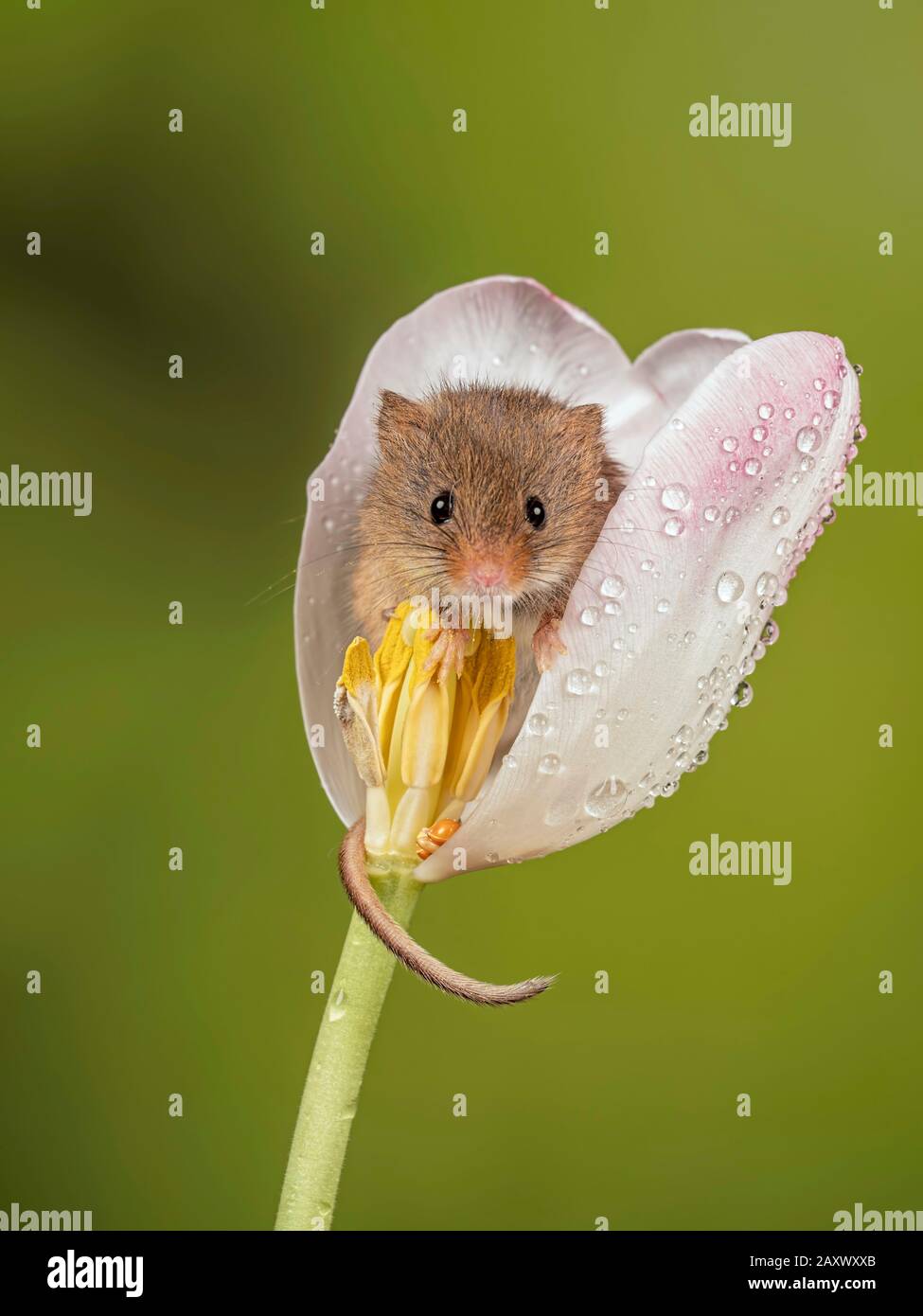 Une souris de récolte peering à partir d'une tulipe blanche Banque D'Images