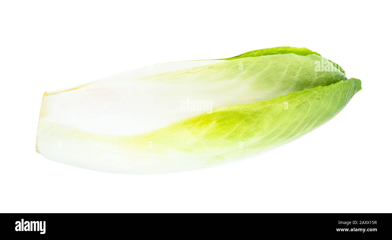 découpe d'endive belge mûre fraîche sur fond blanc Banque D'Images