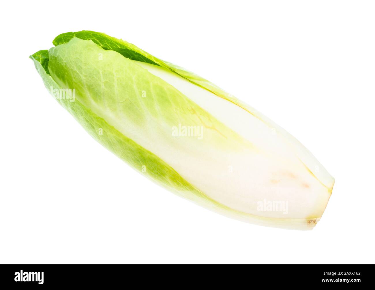 une seule découpe d'endive belge mûre sur fond blanc Banque D'Images
