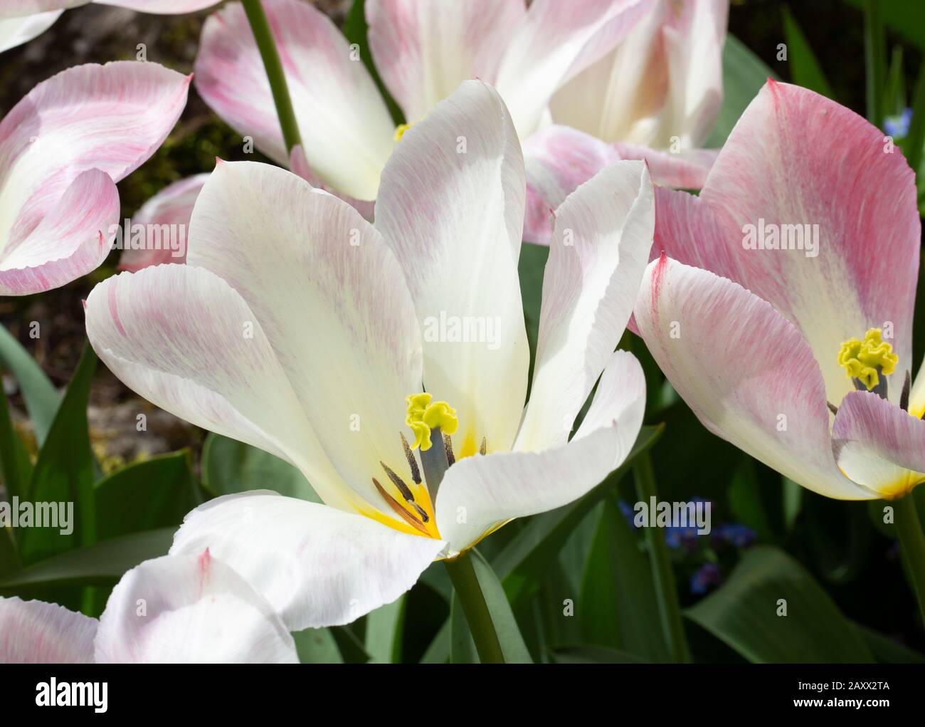 Aussi près de la perfection que les pétales d'une tulipe peuvent être. Le pinceau du maître au travail. Banque D'Images
