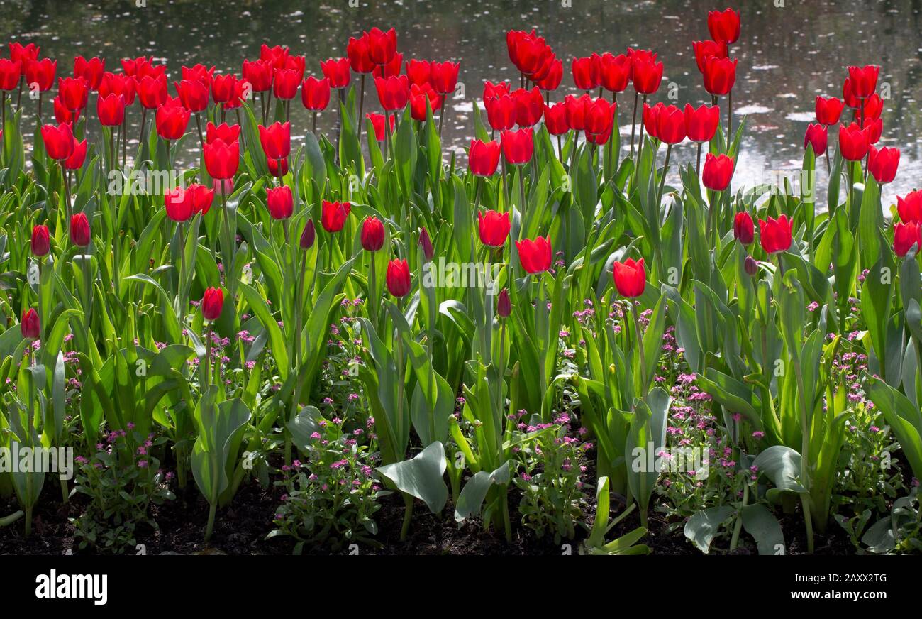 Tulipes rouges en fleur à côté d'un étang. Banque D'Images