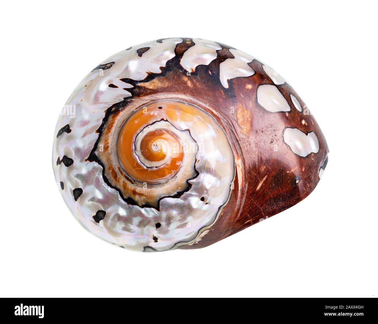 conch séchée de mollusques nautilus sur fond blanc Banque D'Images