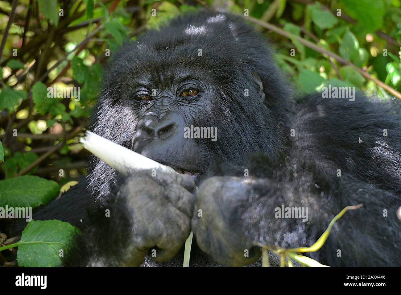 Gorilla des montagnes sauvages dans les montagnes Virunga pour le Rwanda. Banque D'Images