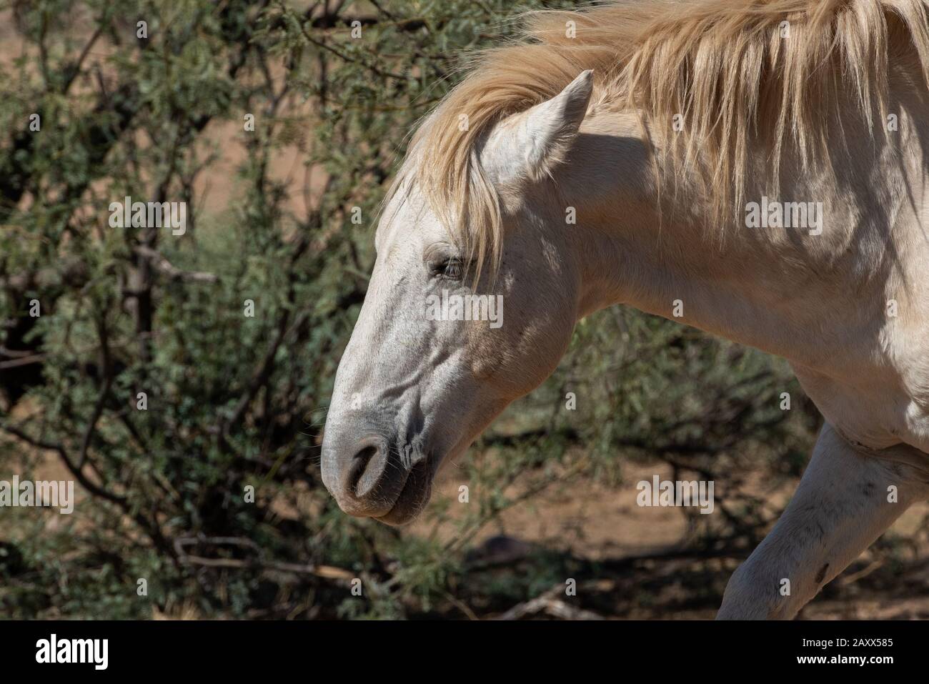 Mustanges sauvages dans le désert Banque D'Images