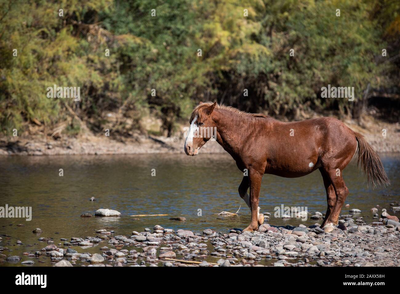 Mustanges sauvages dans le désert Banque D'Images