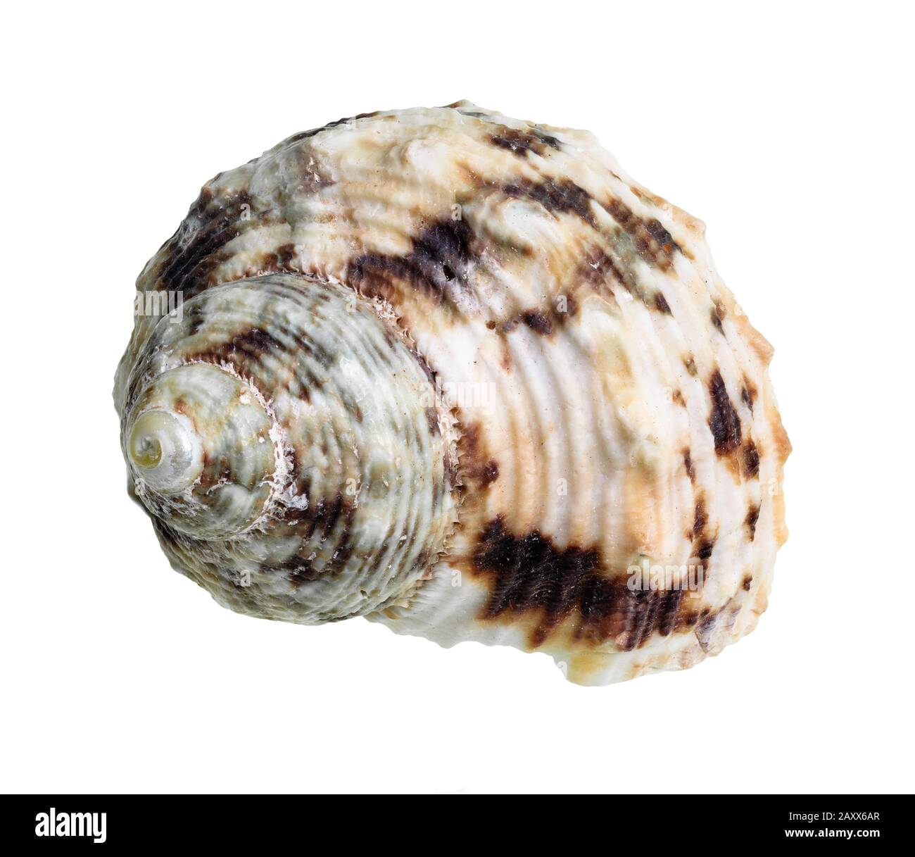 séashell séché de la découpe de mollusques buccins sur fond blanc Banque D'Images