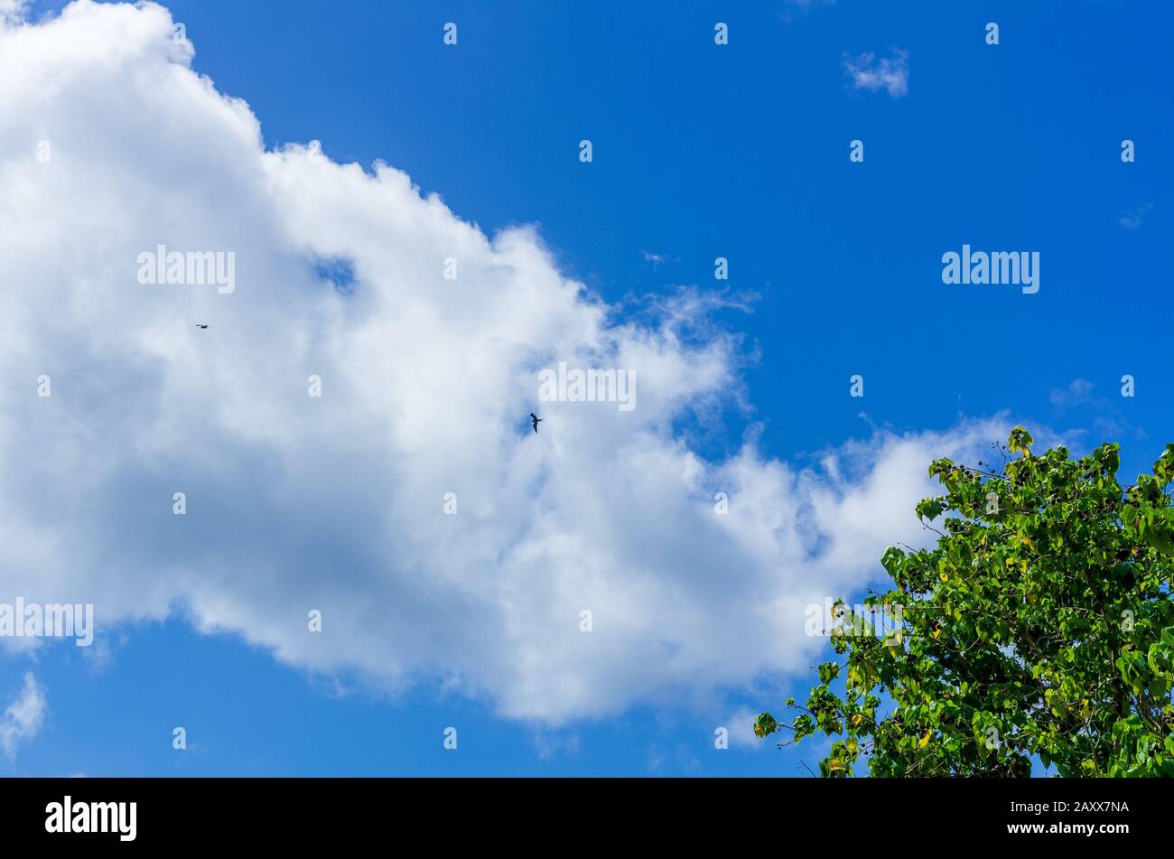 Nuages blancs dans le ciel bleu, arbre vert dans le coin inférieur droit. Deux frégates dans les nuages. Banque D'Images