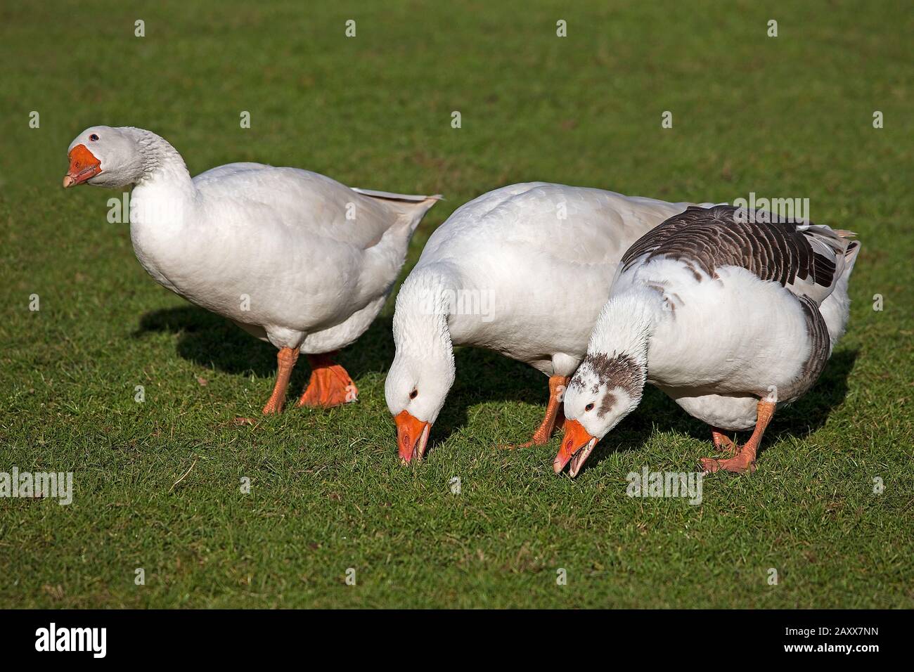 Norman Goose, homme est blanc et la femelle est blanche et marron, une race française de Normandie Banque D'Images