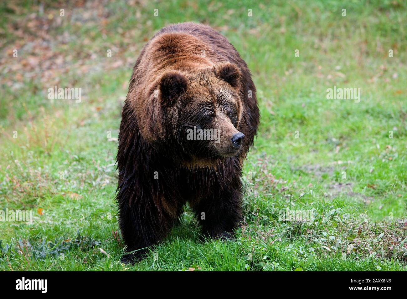 Ours brun, ursus arctos, Adulte debout sur herbe Banque D'Images