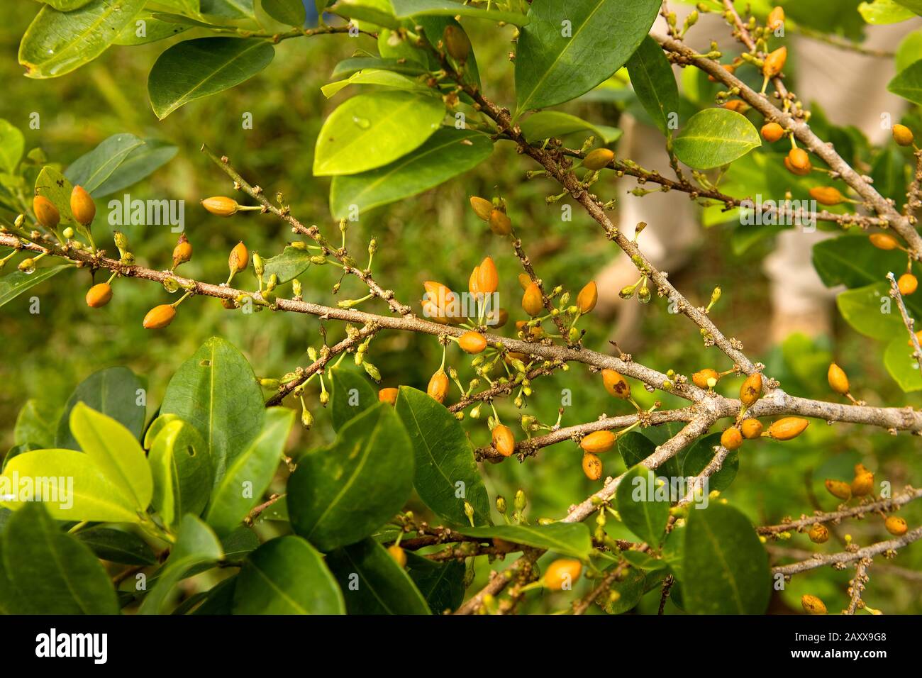 Erythroxylum coca, coca, feuilles pour la production de cocaïne, le Pérou Banque D'Images