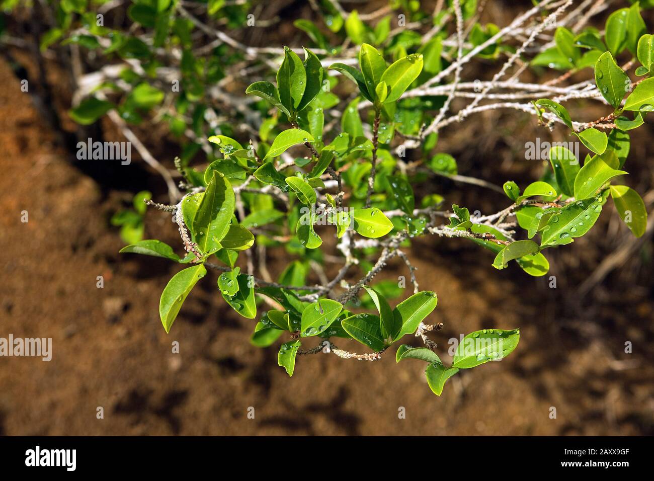 Erythroxylum coca, coca, feuilles pour la production de cocaïne, le Pérou Banque D'Images