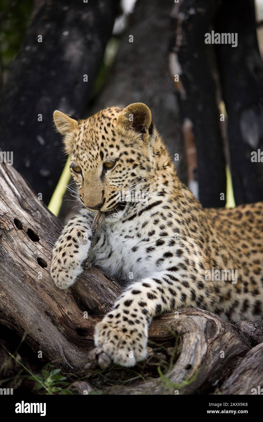 Leopard, panthera pardus, 4 Mois de Cub en arbre, Namibie Banque D'Images