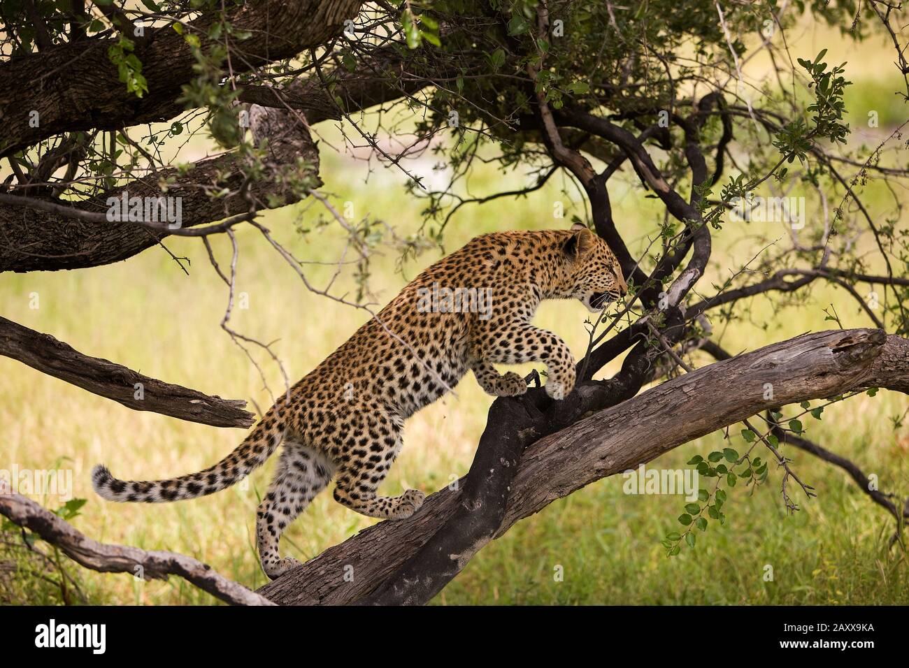 Leopard, panthera pardus, 4 Mois de Cub debout dans l'arbre, Namibie Banque D'Images