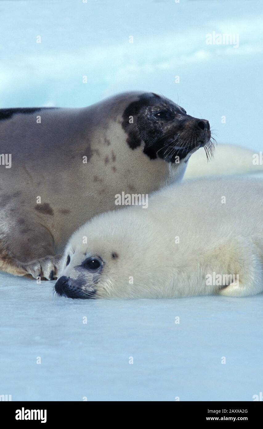 Le phoque du Groenland Pagophilus groenlandicus, Femme avec petit banc de glace sur l'île de Magdalena, au Québec, Canada Banque D'Images