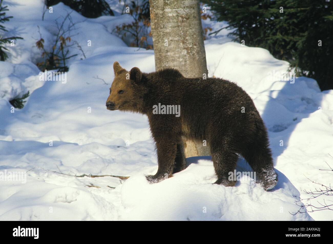 Ours brun, ursus arctos, Adulte debout sur neige Banque D'Images