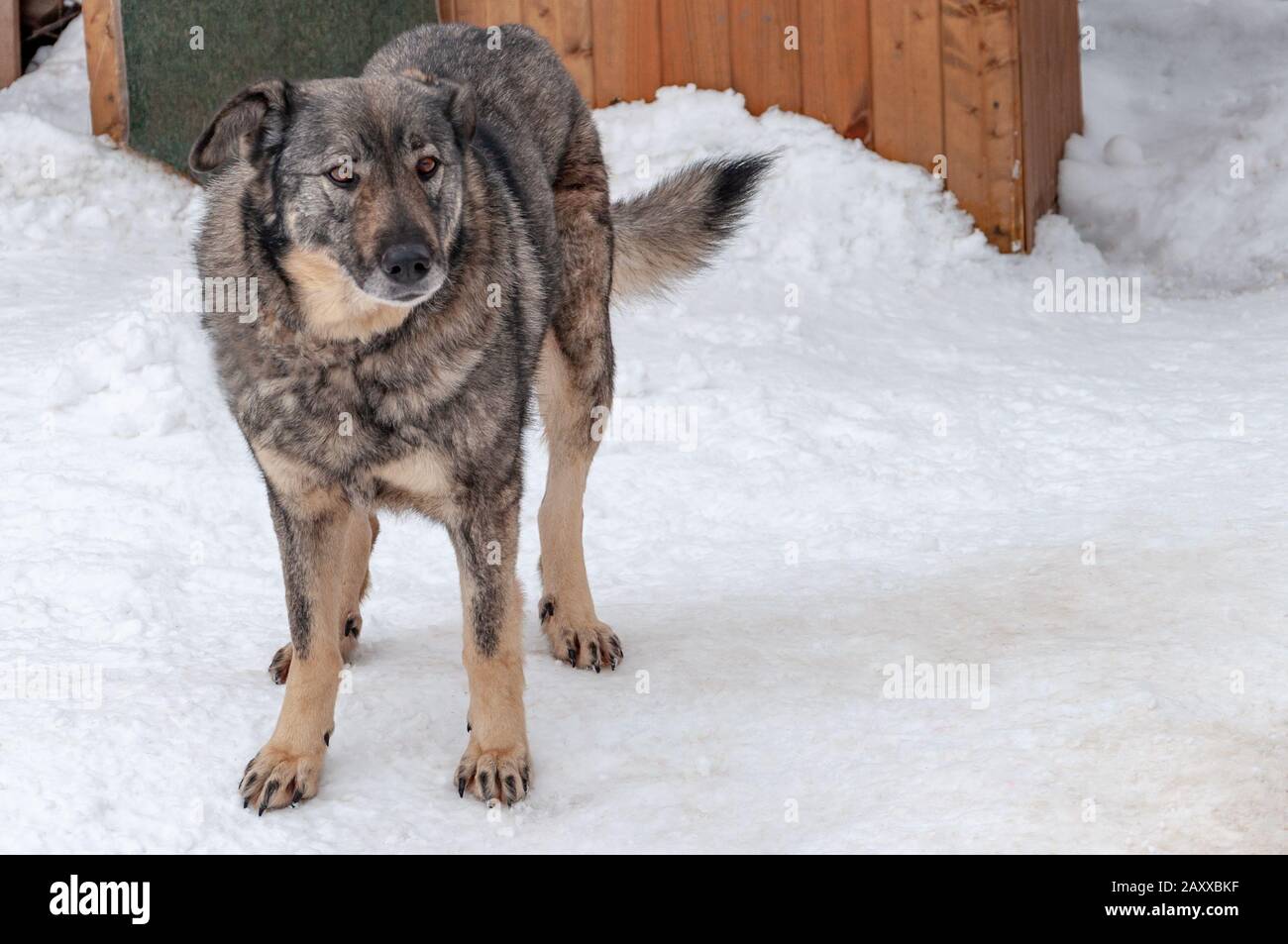 Un grand chien gris sur une chaîne à côté d'un dogme dans un abri pour les chiens sans abri. Le sol est recouvert de neige. Banque D'Images