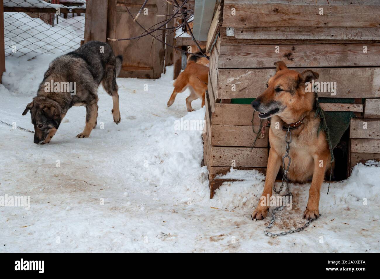 Un grand chien rouge et gris sur une chaîne à côté d'un dogme dans un abri pour les chiens sans abri. Le sol est recouvert de neige. Petit chien drôle dedans Banque D'Images