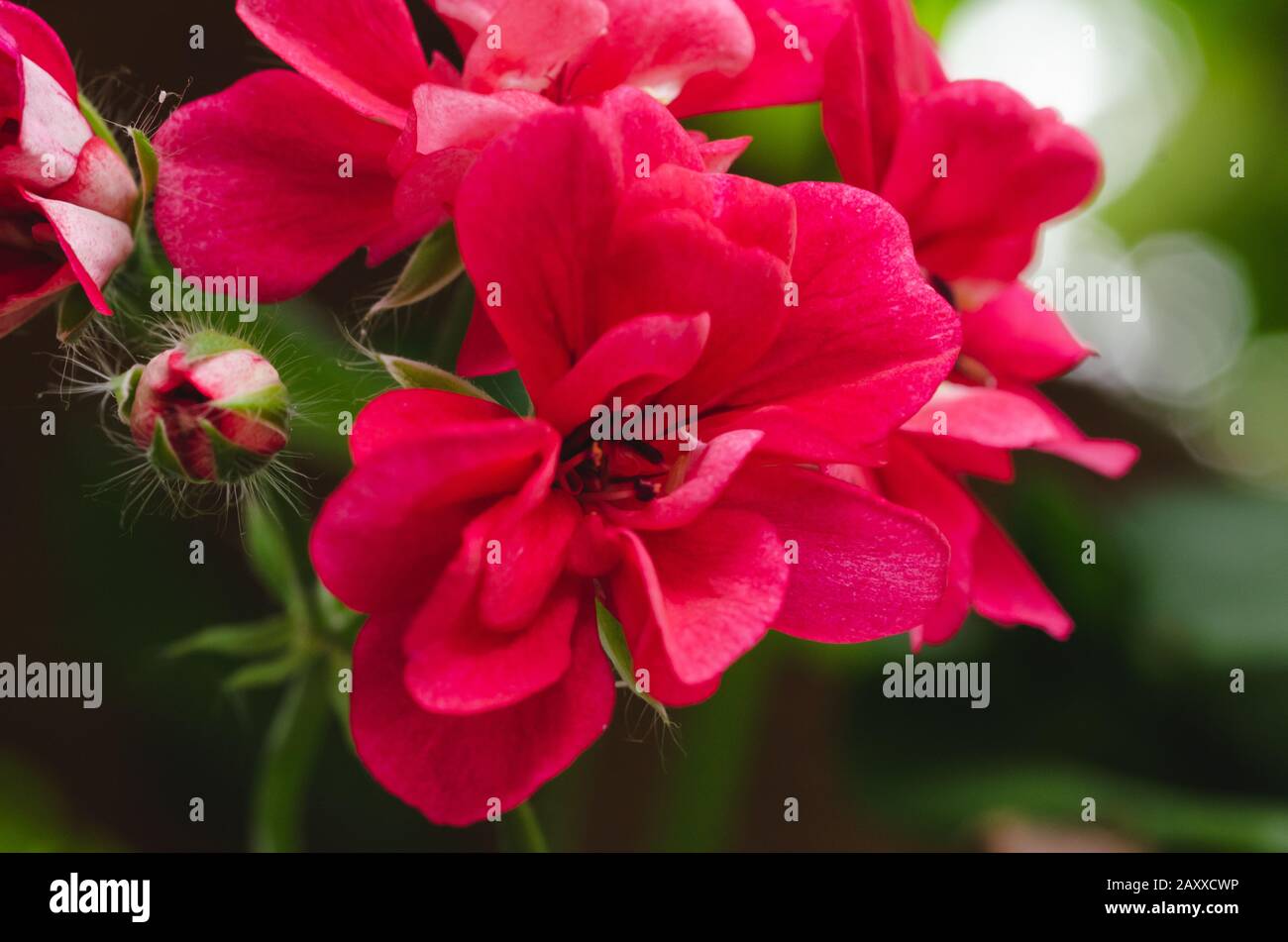 Fleur rouge en arrière-plan naturel. Concept de ressort. Banque D'Images