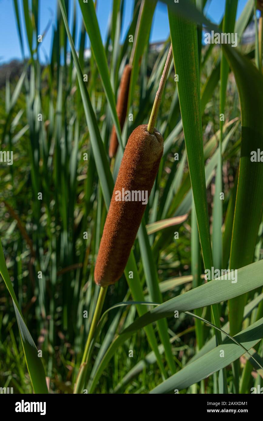 New Zealand Bulrush, ou Typha orientalis, est une plante typique qui ligne la plupart des voies navigables NZ. Banque D'Images