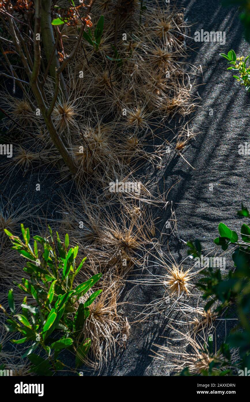 Une piste de sable noir en fer, entourée de feuilles côtières, y compris de l'herbe à queue de lièvre (Lagurus ovatus). Banque D'Images