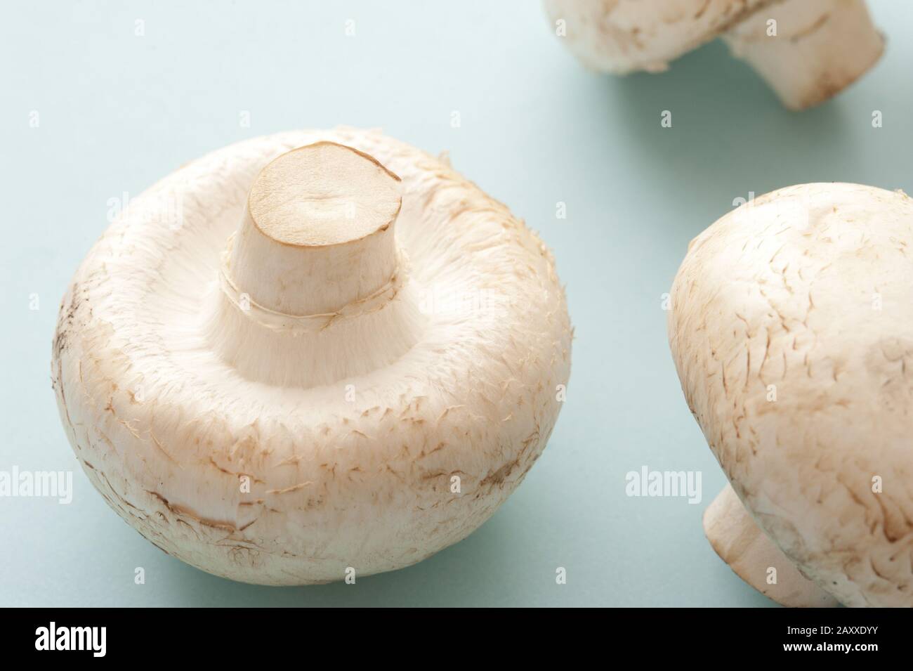 Deux champignons Agaricus bisporus frais, les champignons les plus cultivés du marché largement utilisés dans la cuisine salée Banque D'Images
