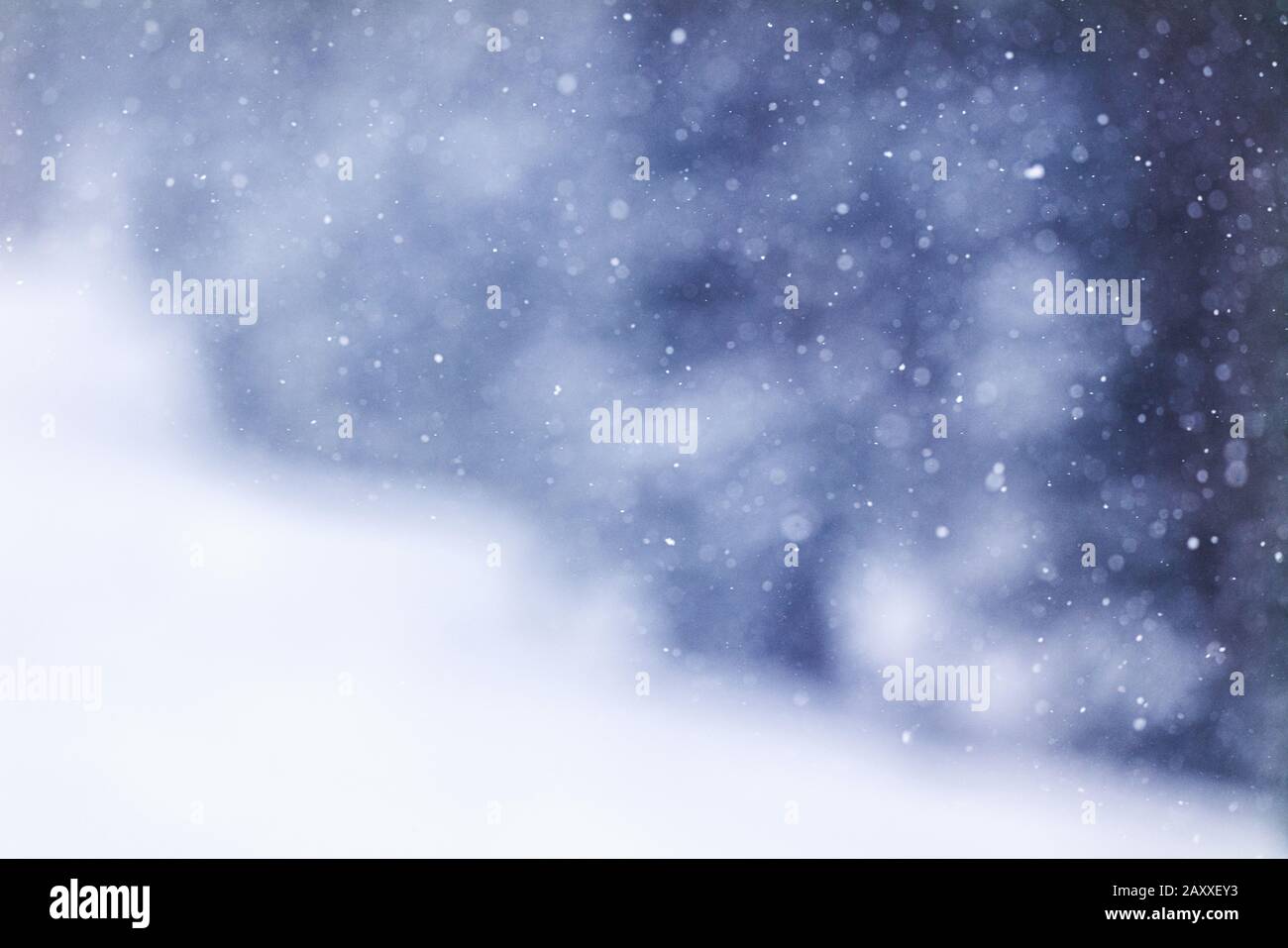 Flocons de neige tombant dans la tempête de blizzard d'hiver; Monarch Mountain; Colorado Rockies; États-Unis Banque D'Images