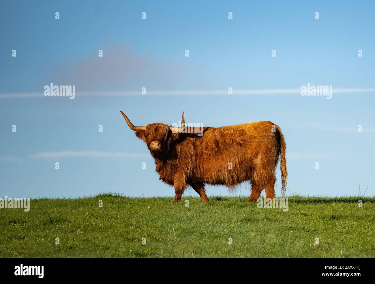 Élevage de bétail des Highlands dans le champ Banque D'Images
