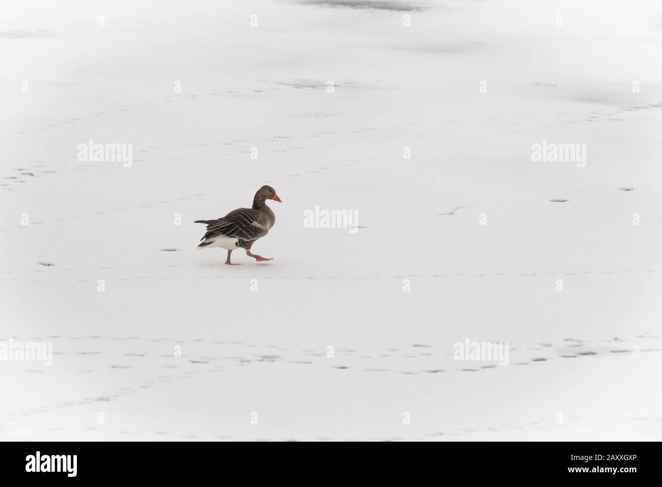 L'oie des graylag (Anser anser) marche dans la neige, accompagnée seulement par les empreintes de visiteurs précédents dans la région de Welney à Norfolk Banque D'Images