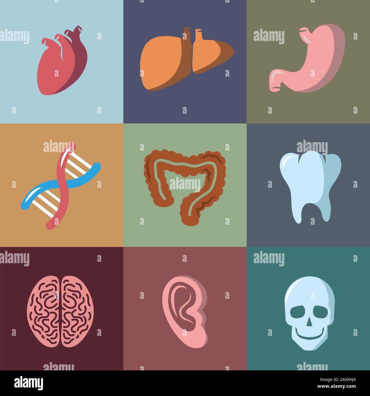 Les icônes vectorielles plates des organes humains internes sont définies. Anatomie organe, organe médical humain, icône organe illustration Illustration de Vecteur