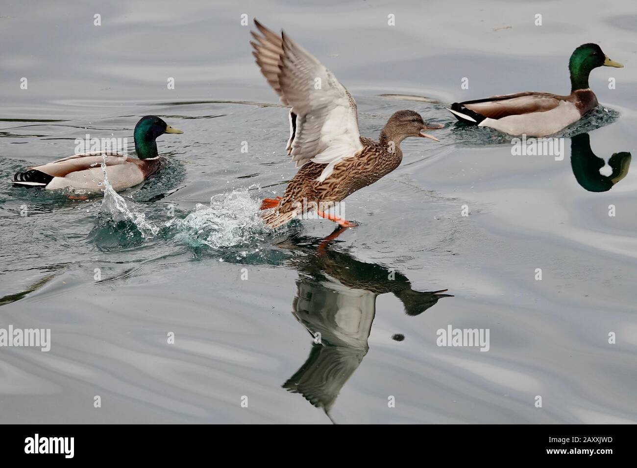 Un canard traverse l'eau dans un étang. Banque D'Images