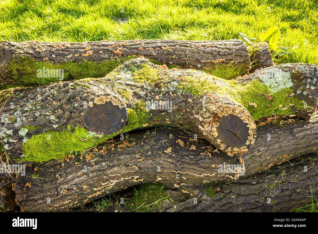 Un vieux arbre indigène creusé par des vents forts est laissé à la nature. Déjà mousses lichen et champignons se sont établis eux-mêmes plus la vie invisible d'insectes Banque D'Images