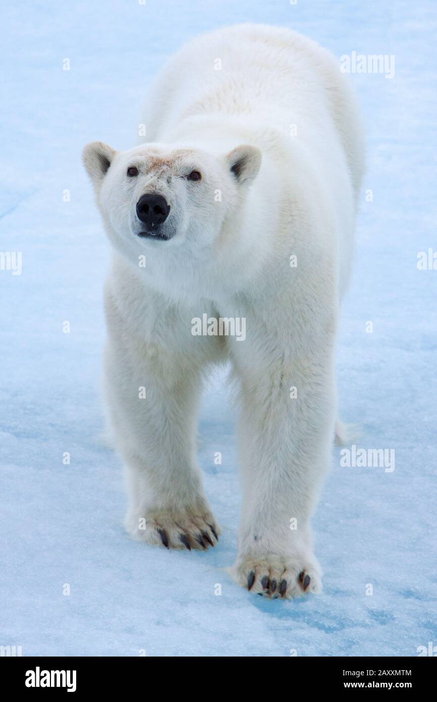 Ours polaire, Ursus maritimus, sur la glace de mer autour de Svalbard, Norvège Banque D'Images