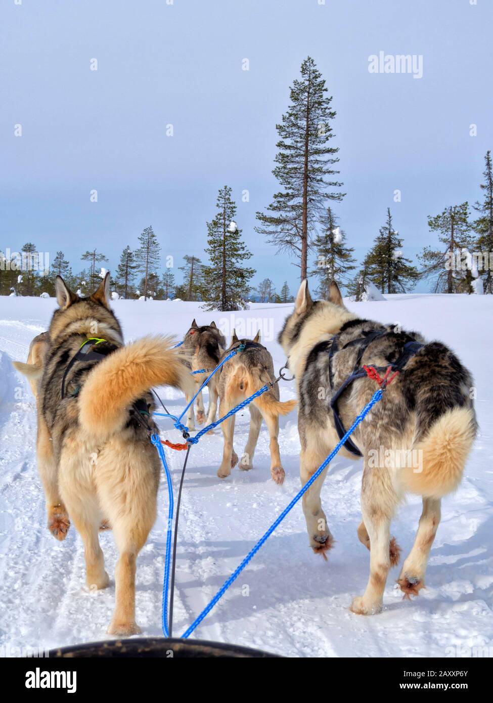 Vue arrière des chiens en traîneau sur le paysage enneigé contre le ciel dégagé dans la forêt enneigée Banque D'Images