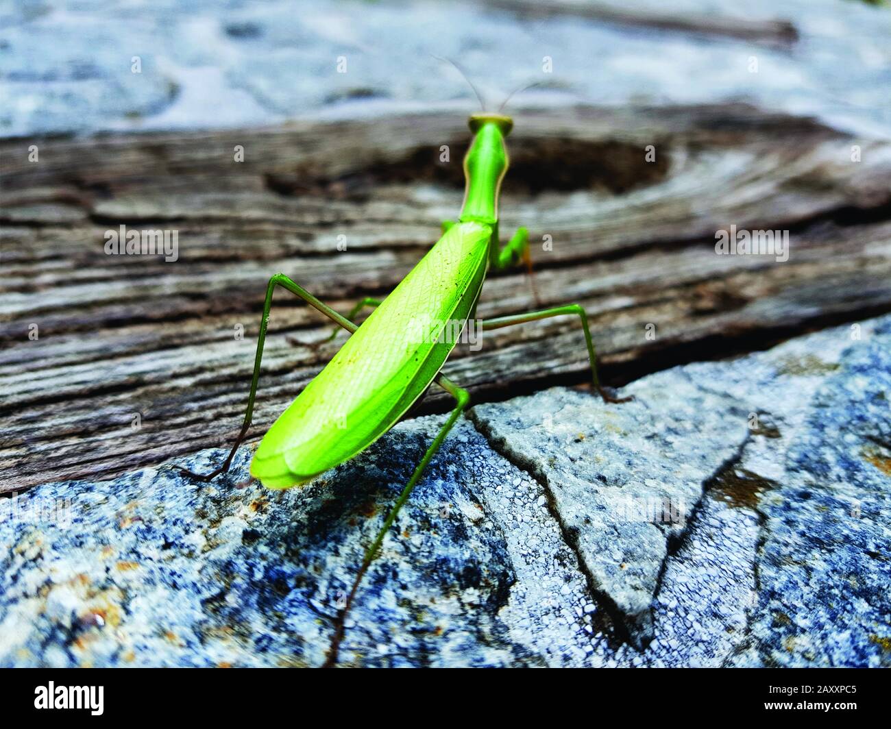 Mantis priant dans la nature Banque D'Images