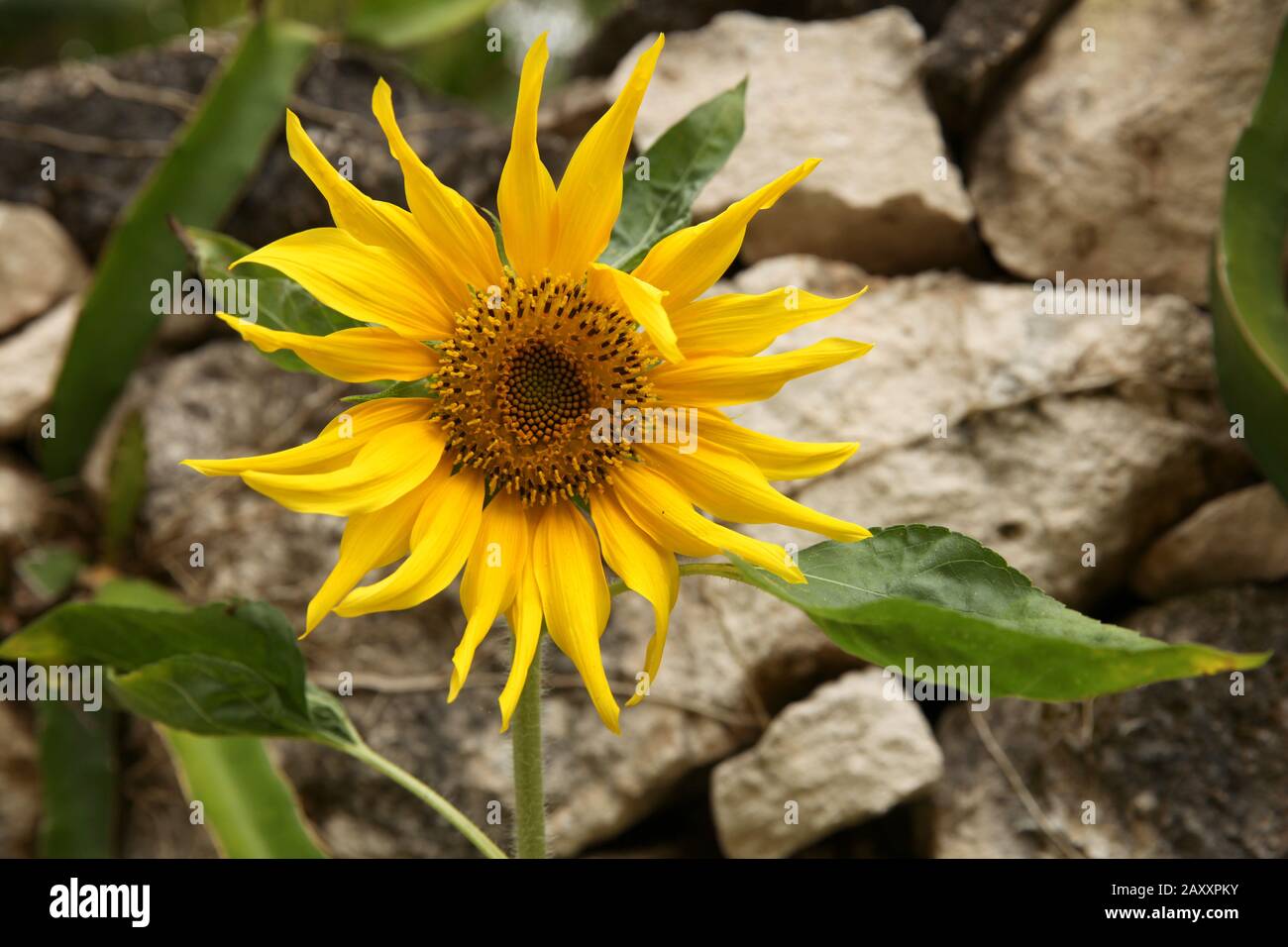 Belle Tournesol jaune en fleur dans le jardin contre un mur de pierre. Banque D'Images