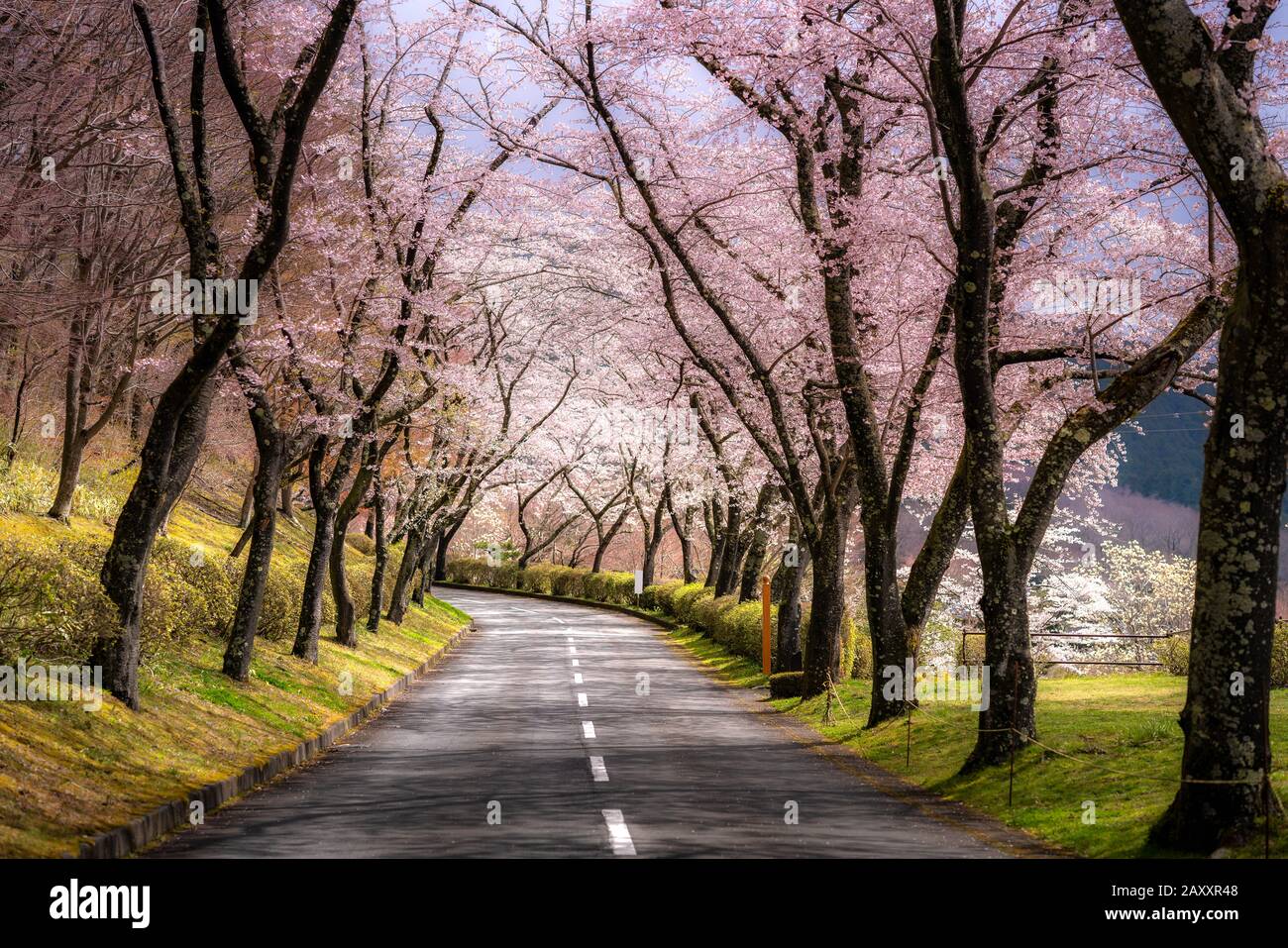 Vue magnifique fleur de cerisier tunnel en saison de printemps en avril, le long des deux côtés de la route préfectorale dans la préfecture de Shizuoka, au Japon. Banque D'Images