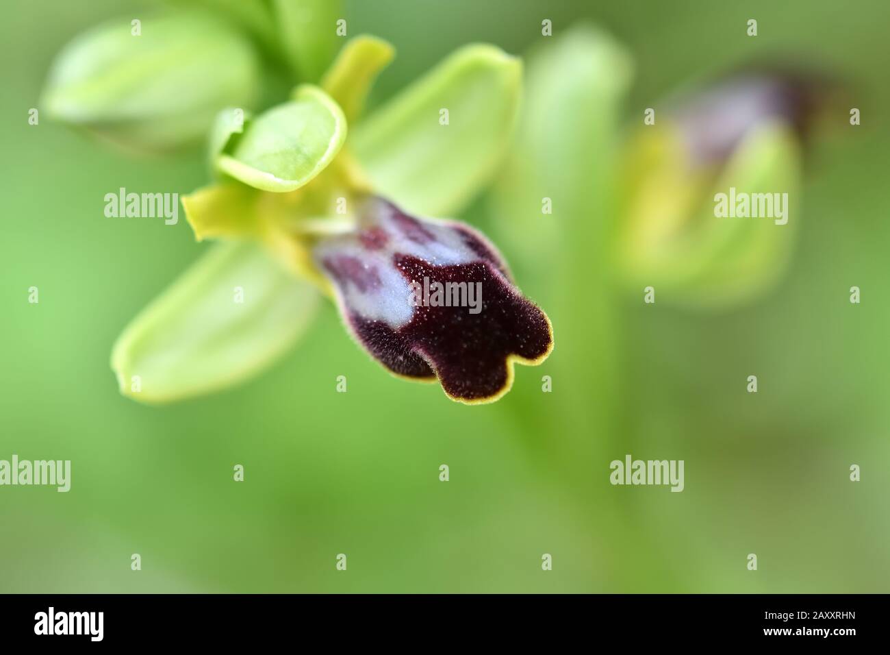 Détail de la petite orchidée sauvage violette sur fond vert Photo Stock -  Alamy