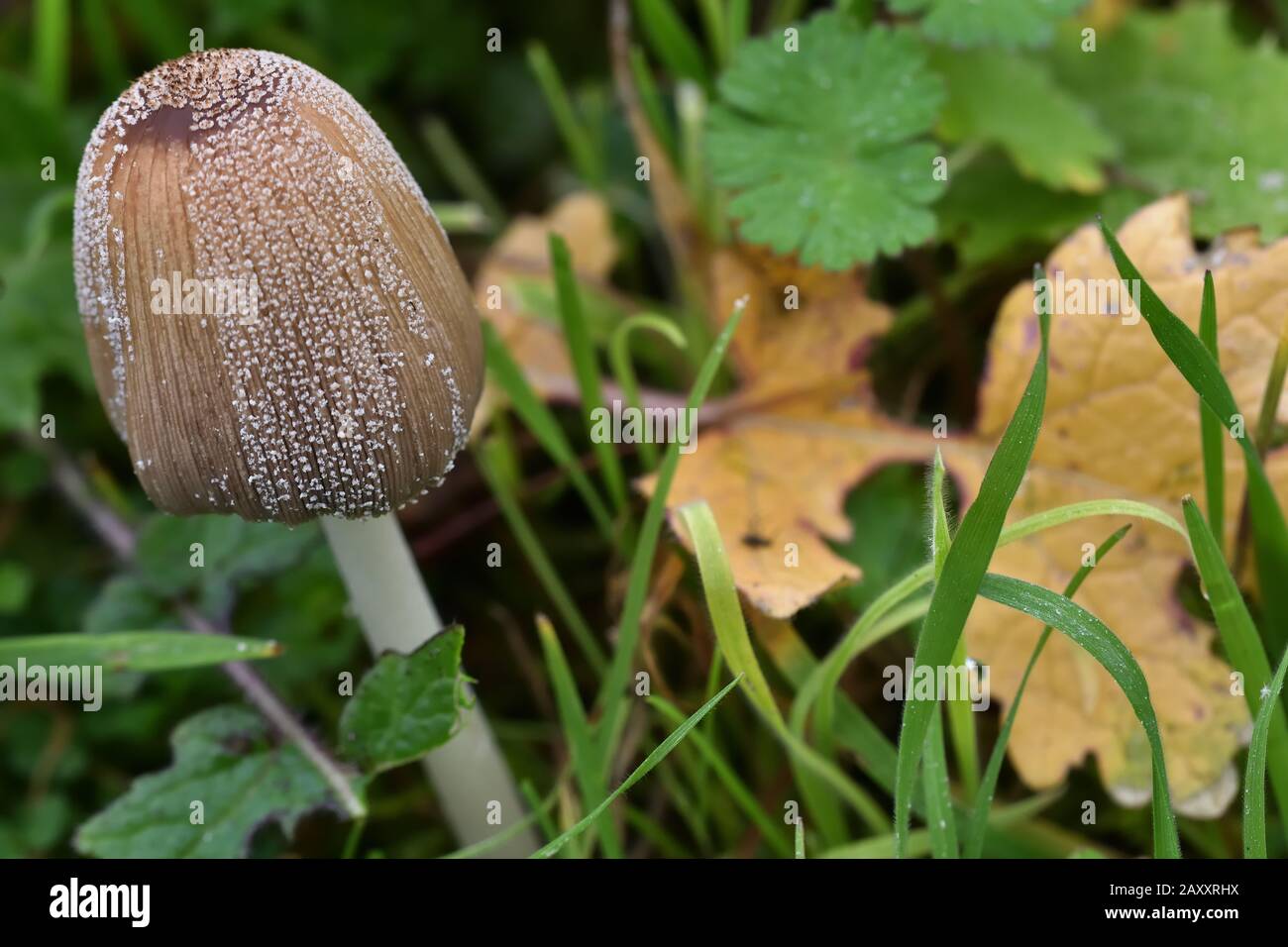 Champignons bruns parmi l'herbe à côté d'une feuille sèche Banque D'Images