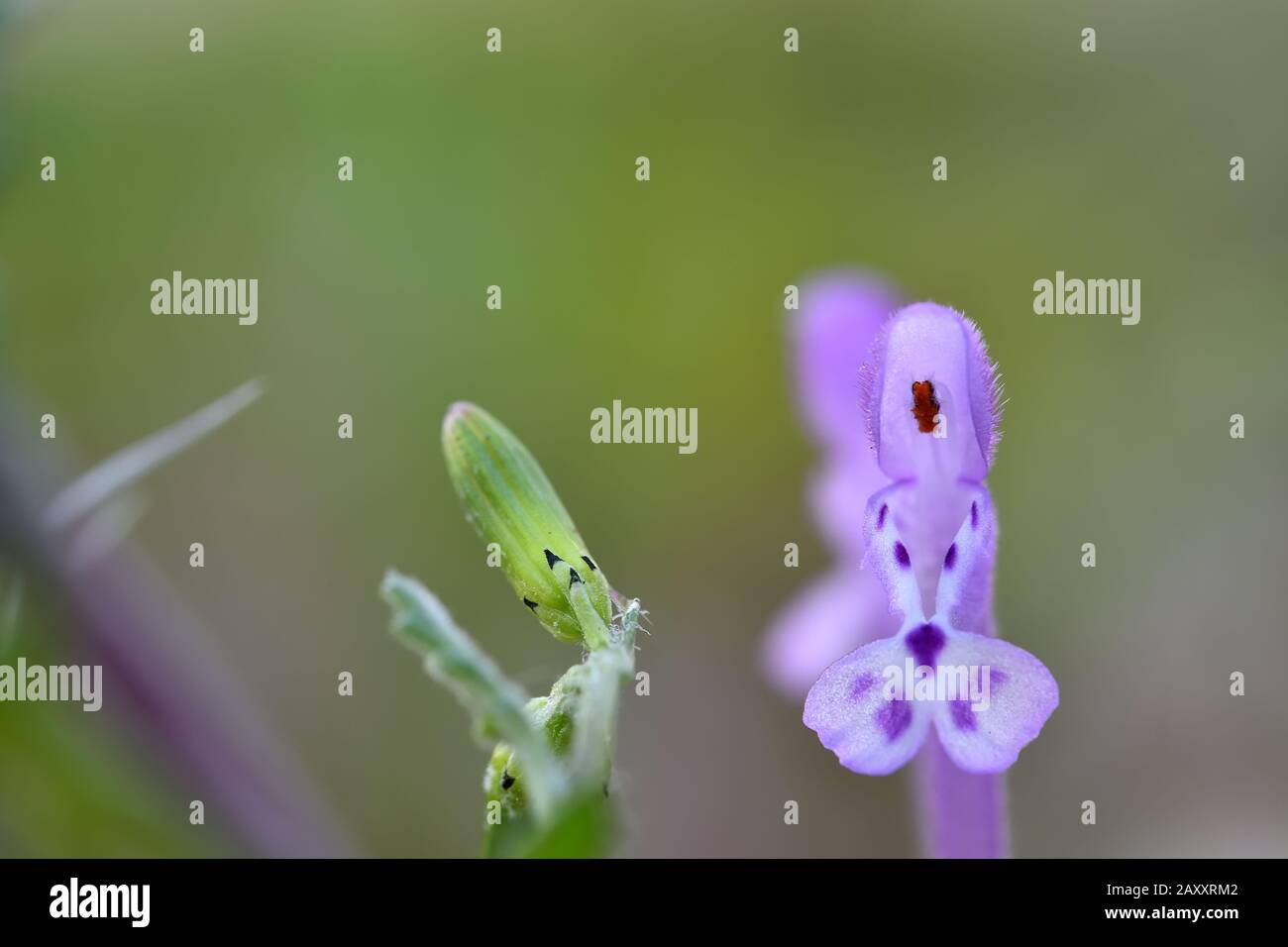 Orchidée sauvage Banque de photographies et d'images à haute résolution -  Alamy