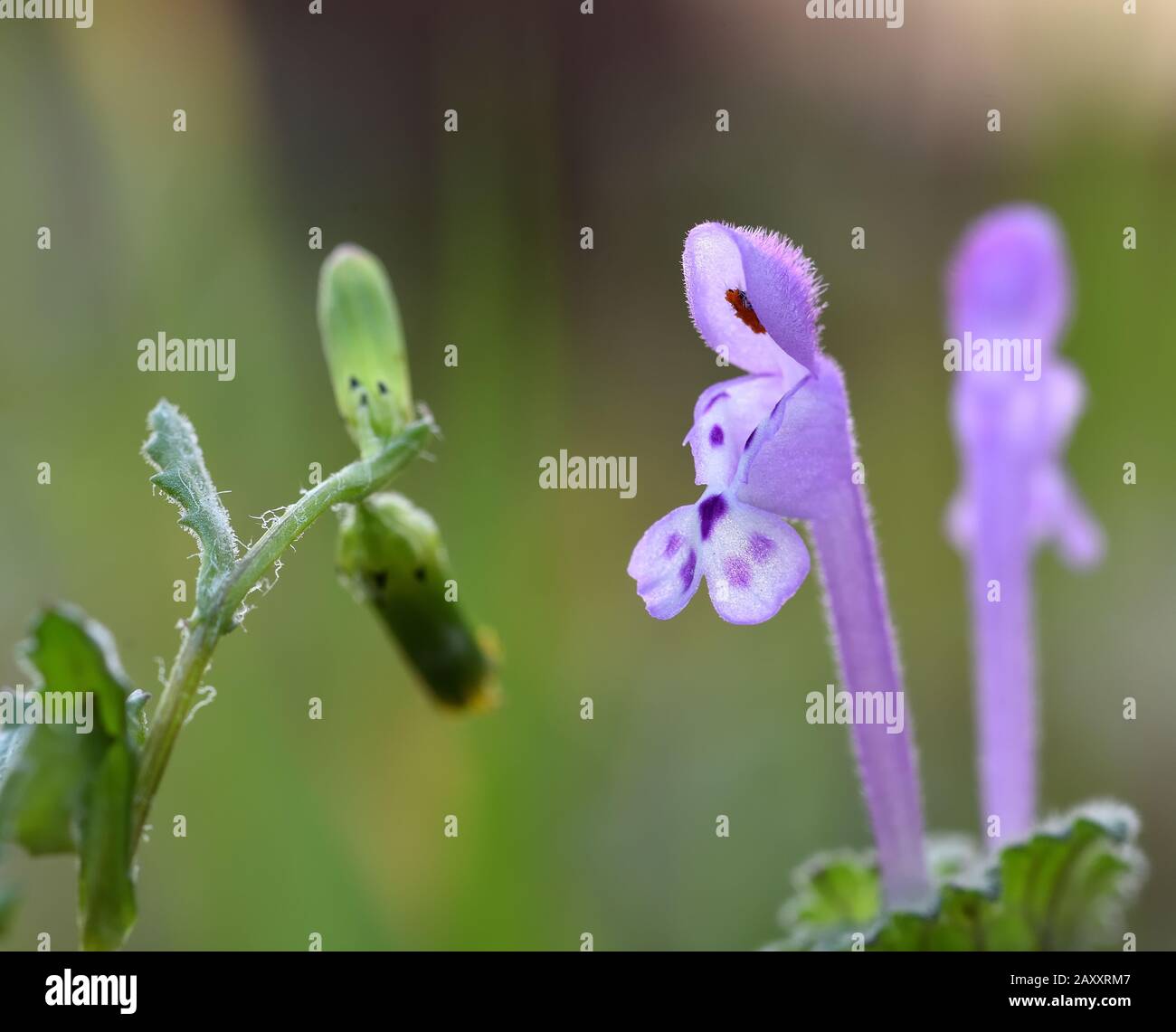 Détail de petite orchidée sauvage violette avec des étamines rouges Photo  Stock - Alamy