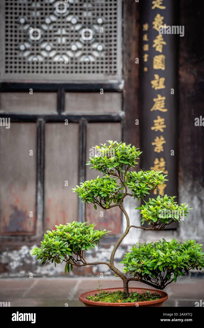 Petit arbre bonsai qui pousse dans un pot en céramique dans la cour du  monastère de Wenshu, Chengdu, province du Sichuan, Chine Photo Stock - Alamy