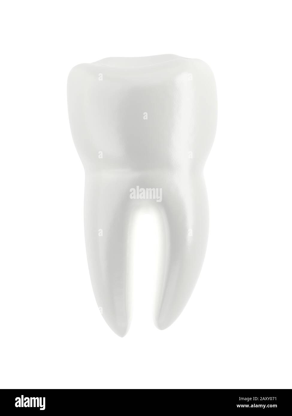 Dent molaire isolée sur fond blanc. illustration tridimensionnelle. Objet unique. Banque D'Images