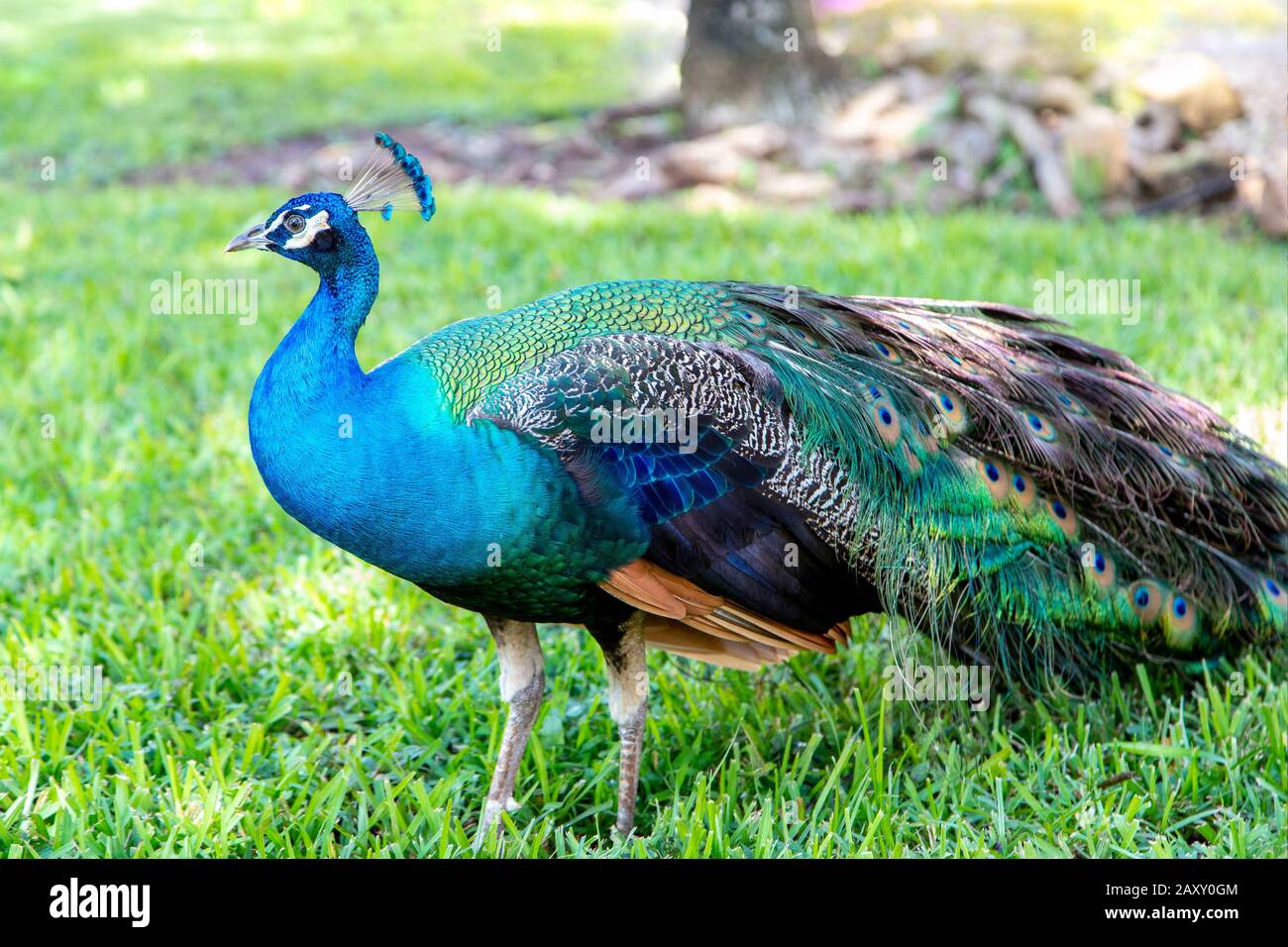 Un paon indien masculin se promenant dans un parc de jardin. Banque D'Images